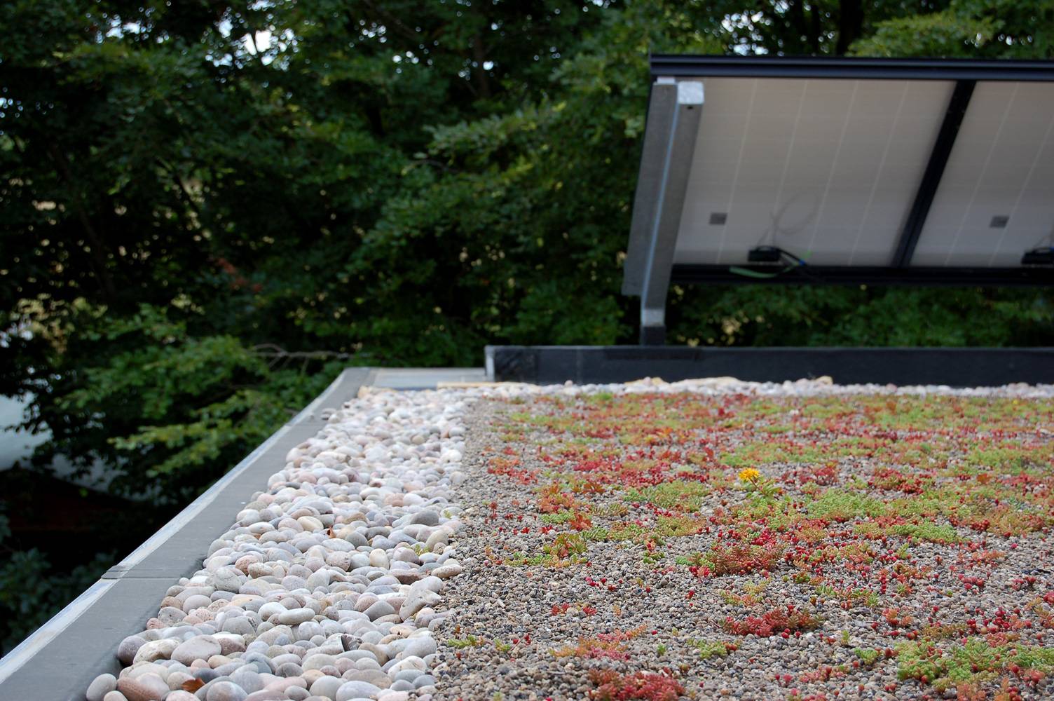 Plat groendak met vetplanten naast een rij zonnepanelen
